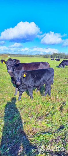 Быки абердин ангус