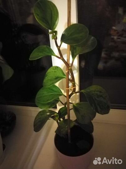 Растения комнатные, 5 видов