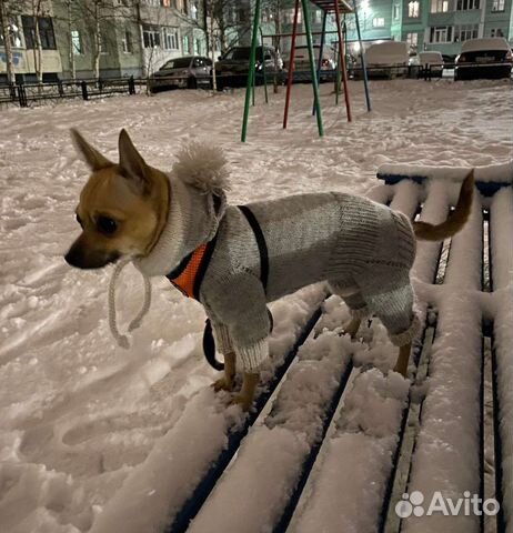 Свитер, комбинезон, жилетка вязаные для собак