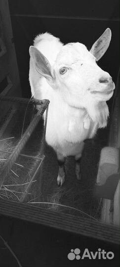 Козел зааненский на вязку (не продажа)