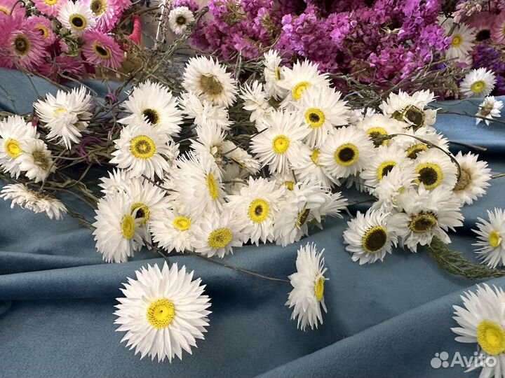Сухоцветы для творчества