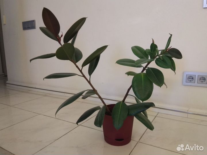 Фикус каучуконосный большой