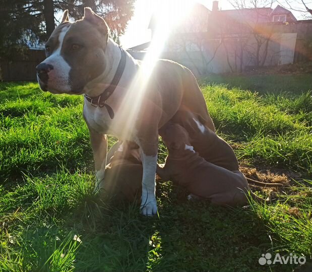 Щенки амстаффа