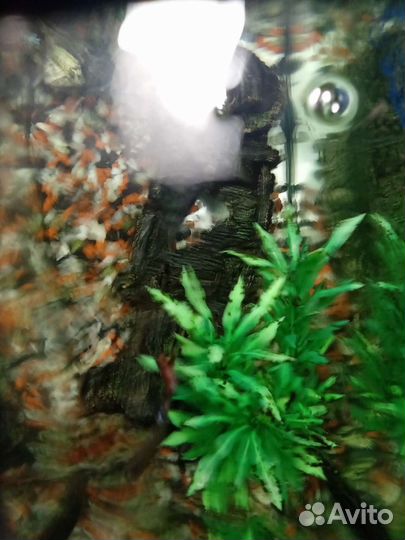 Аквариумные рыбки гуппи