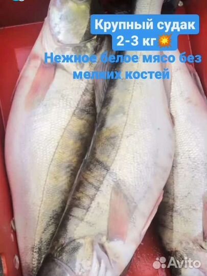 Рыба свежий судак