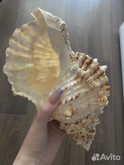 Морские ракушки раковины