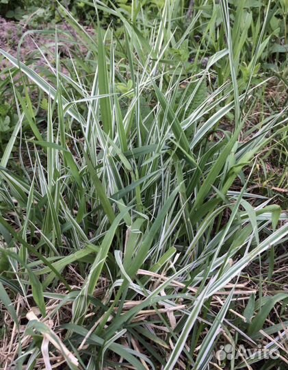 Растения для сада