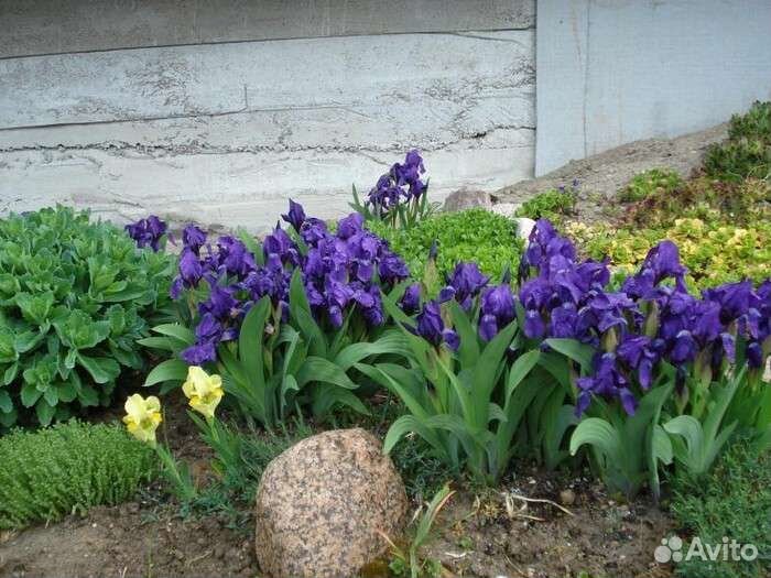 Ирис сибирский