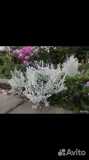 Полынь многолетняя сортовая.150 оублей