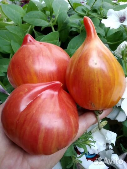 Кызыл Тау,Зелёная тайна личинки