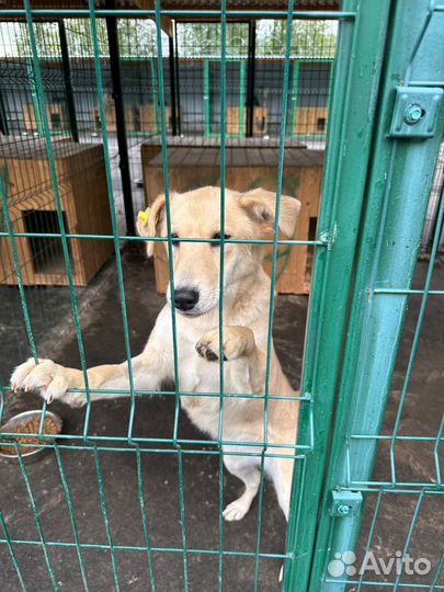 Метис лабладора, выкинули. Ласковая, Здоровая