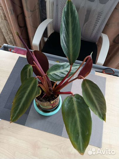 Аихризон-дерево любви/Строманта/глоксинии