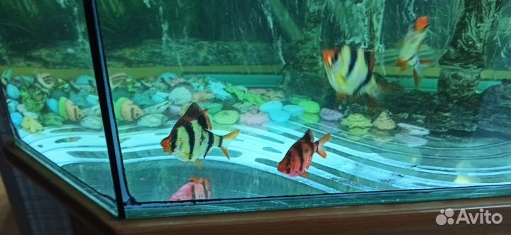 Аквариум с тумбой 120 лит