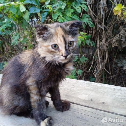 Кошечка в добрые руки