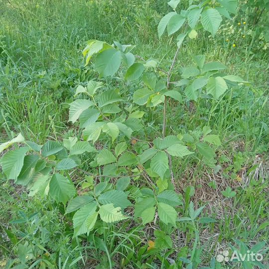 Саженцы липы, рябины, клена, ольхи, березы