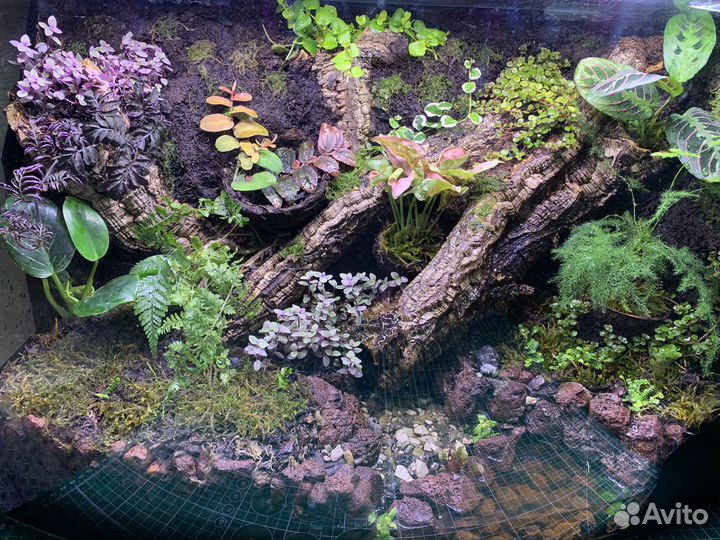 Флорариум в аквариуме