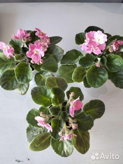 Стрептокарпус