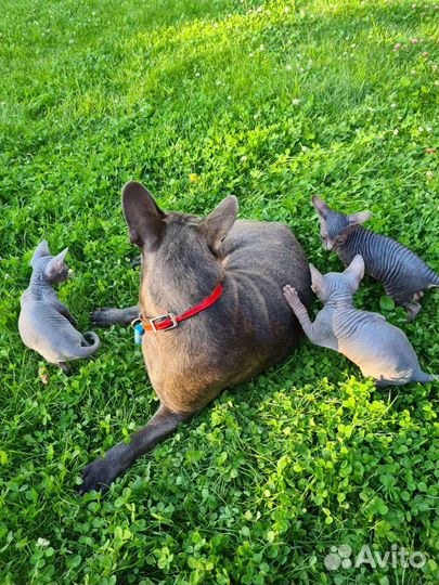 Канадский сфинкс