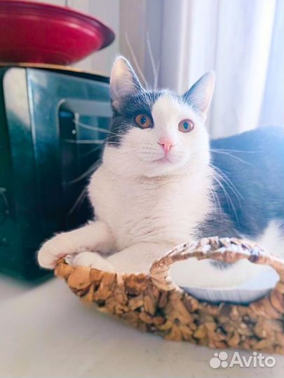 Выкинули котят