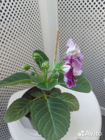 Глоксиния цветущая