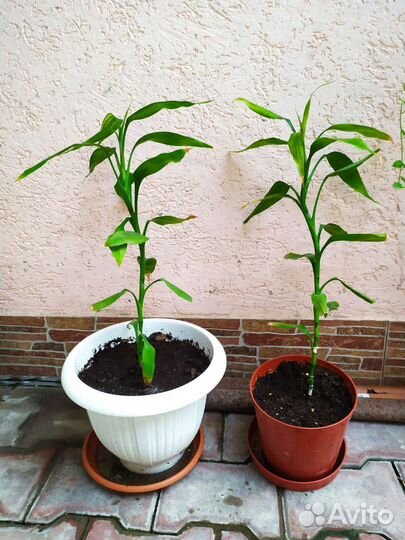 Счастливый бамбук или драцена Сандера