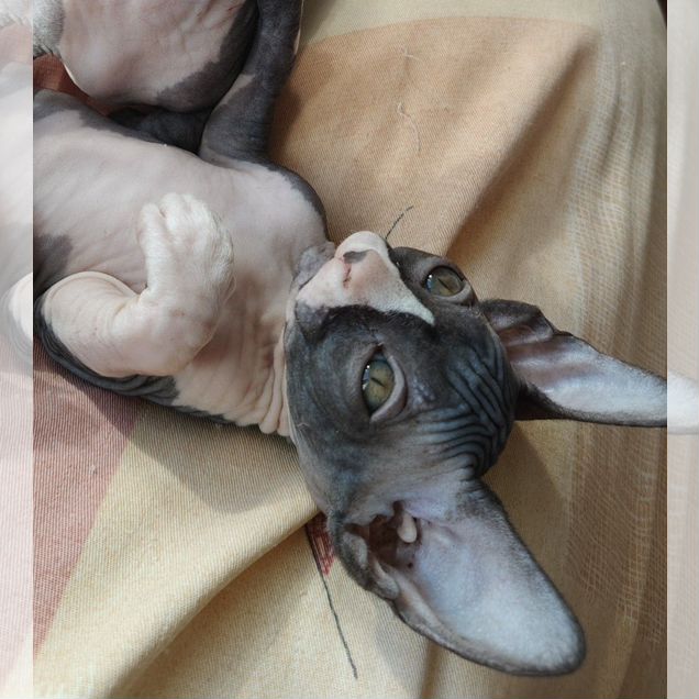 Канадский сфинкс котёнок