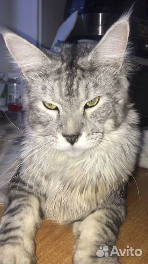 Котик Мейн-кун вязка