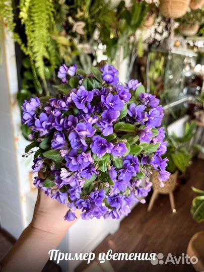 Сортовые мтнтатюрные фиалки