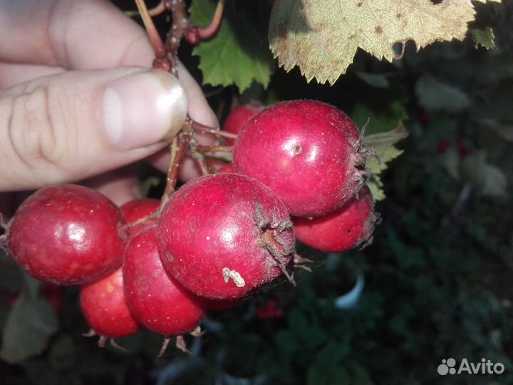 Крупноплодный садовый боярышник (взрослые саженцы)