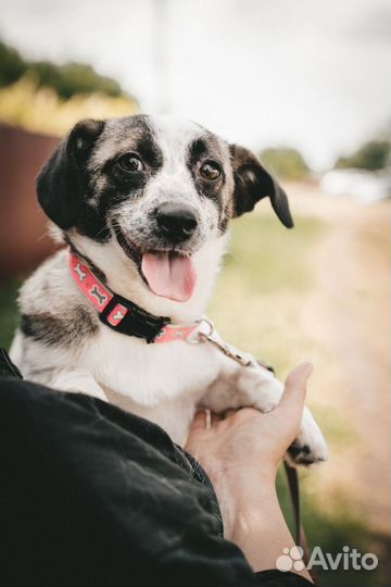 Собачка из Краснодара ищет дом