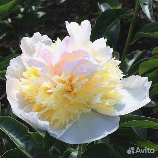 Пион Хоней голд Медовое золото