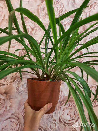 Хлорофитум