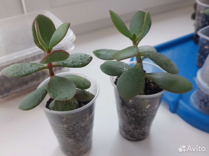 Крассула Овата вар. Обликва (денежное дерево)