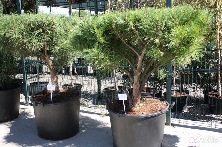 Сосна Умбракулифера