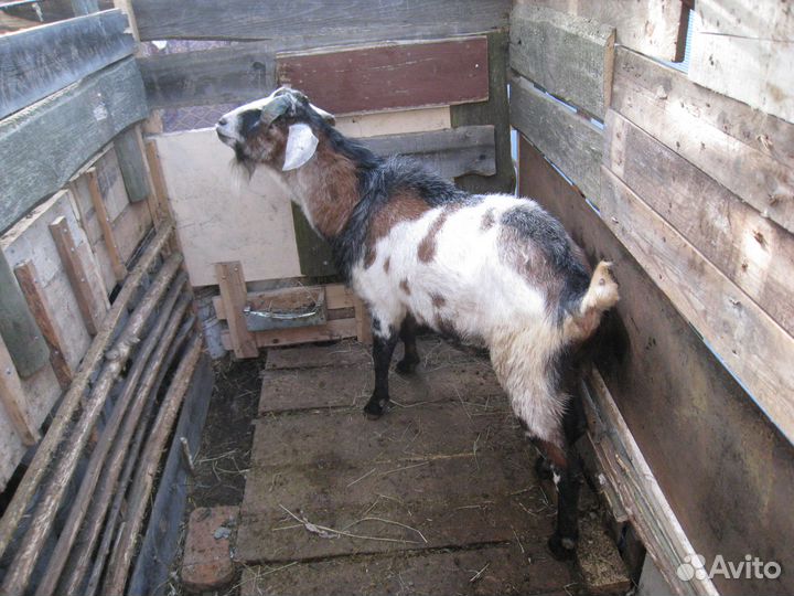 Козел на вязку