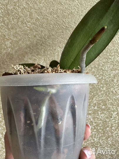 Орхидея Fangmei Rainbow биг лип