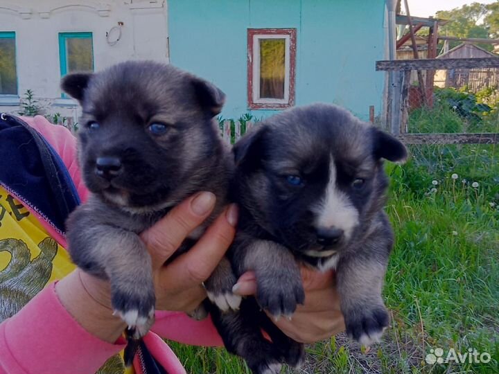 Щенки, хаски помесь(выкинули с мамой)