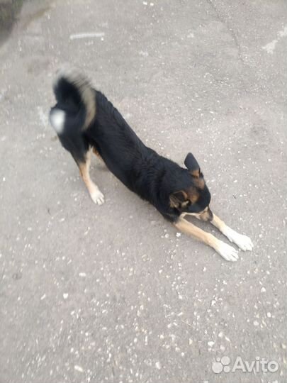 Собака в добрые руки