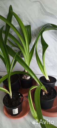 Гиппиаструм