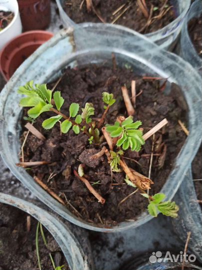 Кровохлебка