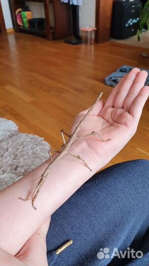 Редкие палочники Achrioptera fallax -яйца