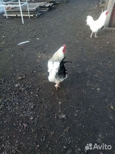 Петухи на племя