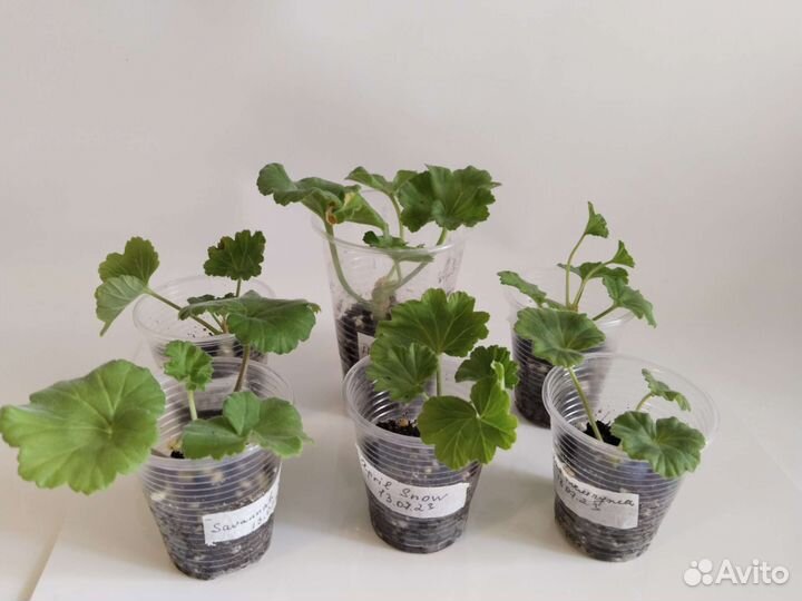 Пеларгонии черенки и взрослые растения