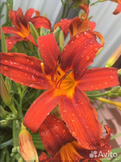 Бересклет жёлтый,белый, хоста, лилейники