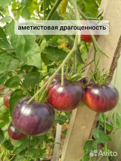 Семена коллекционных томатов