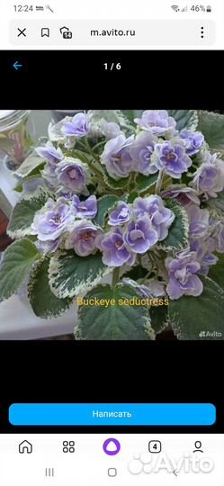 Фиалка buckeye seductress