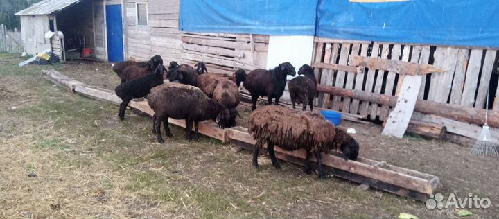 Овцы бараны эдильбаевскийе и романовский