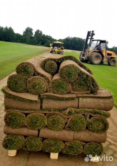 Рулонный газон