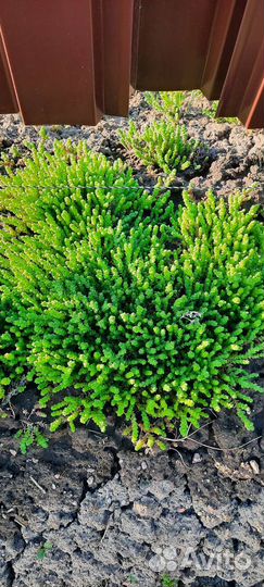 Почвопокровники