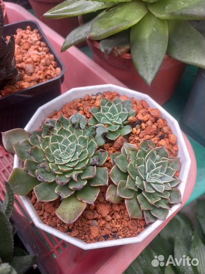 Суккуленты. Echeveria, sedum, tacitus